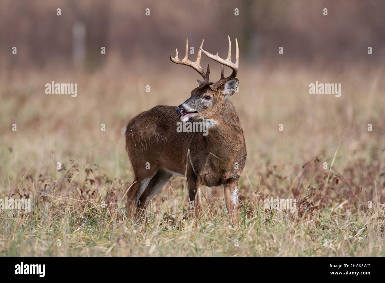 Large white-tailed deer buck standing in an open field in Smoky ...