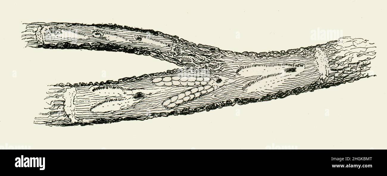 Egg trenches in Twigs made by female Cicada, drawn circa 1900 Stock Photo