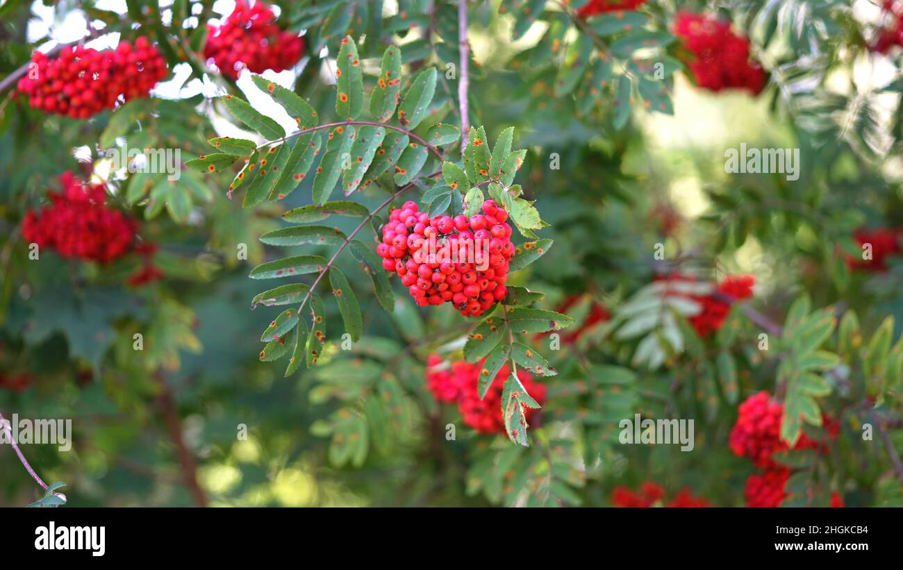 Rowan Def Ripe red-orange rowan berries close-up growing on the branches of a ...