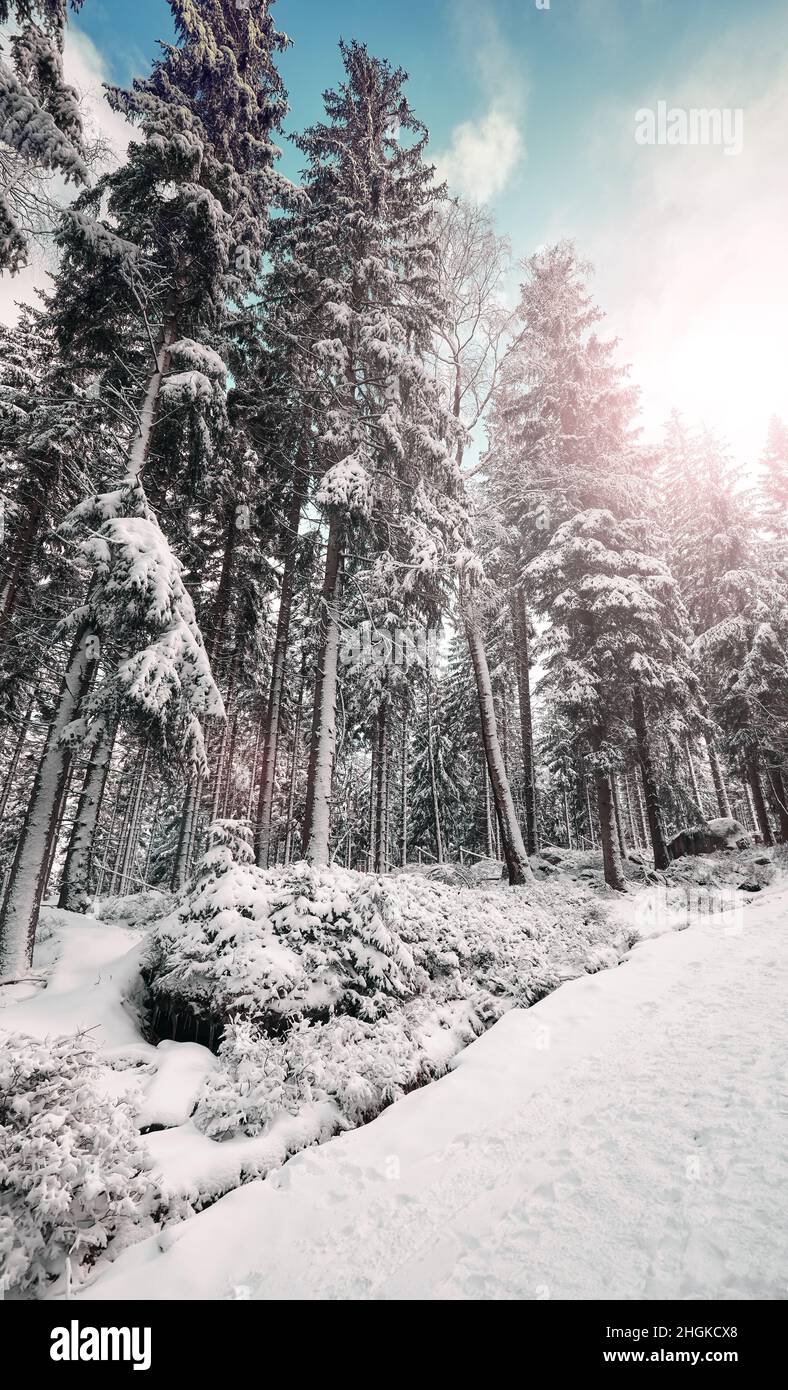 Beautiful winter forest landscape, color toning applied. Stock Photo