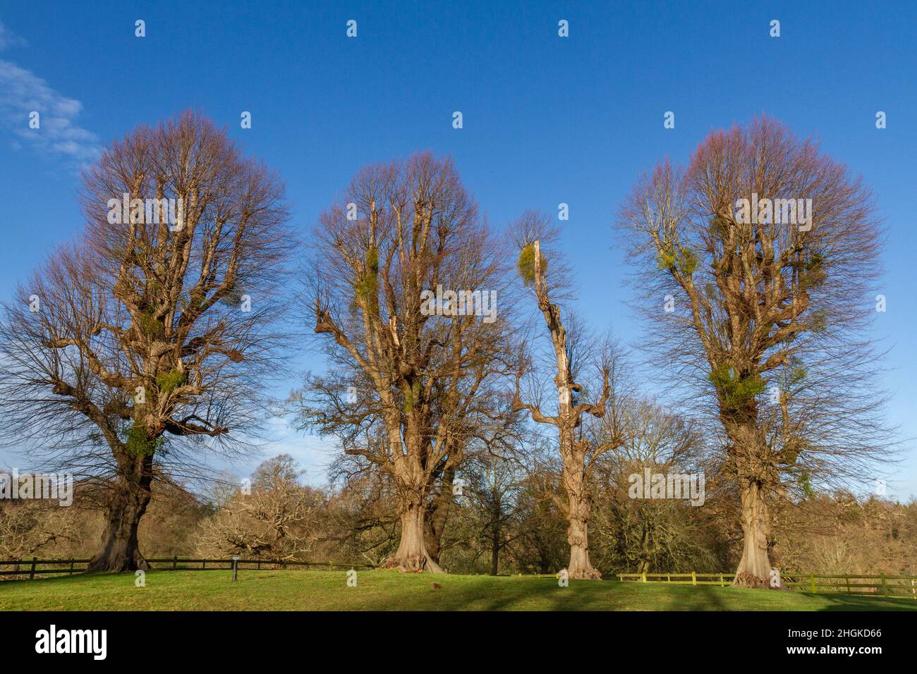 Lime trees (Tilia platyphyllos) during winter in Great Windsor Great Park, Surrey, UK. Stock Photo