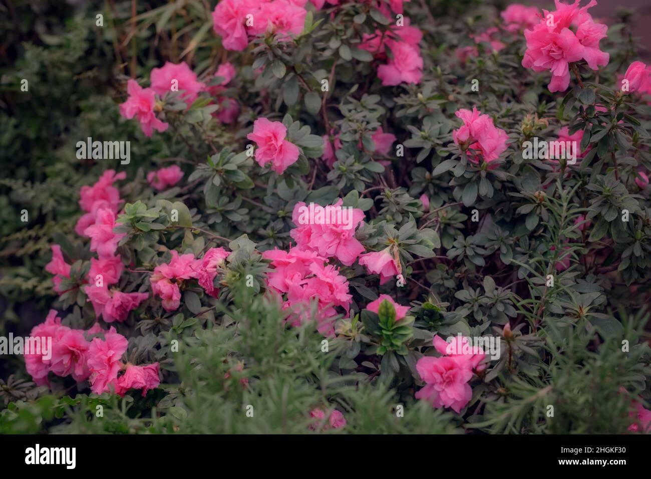 Beautiful Japanese pink Azalea flowers cut into a dense shrubbery. Full in bloom in may, springtime. Background full of flowers. Stock Photo