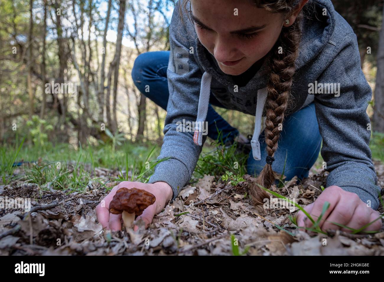Woman collecting wild mushrooms, Murga de Prat, Gyromitra, in Alt Pirineu Natural Park, Lleida, Catalonia, Spain Stock Photo