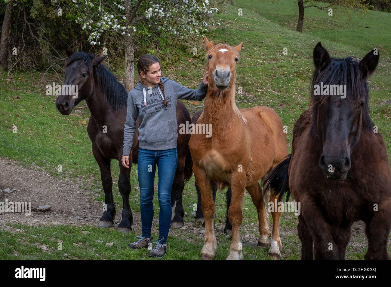 Janira caresses some horses. Daily life, in a traditional farm on the mountains, Roni village, Alt Pirineu Natural Park, Lleida, Catalonia, Spain Stock Photo