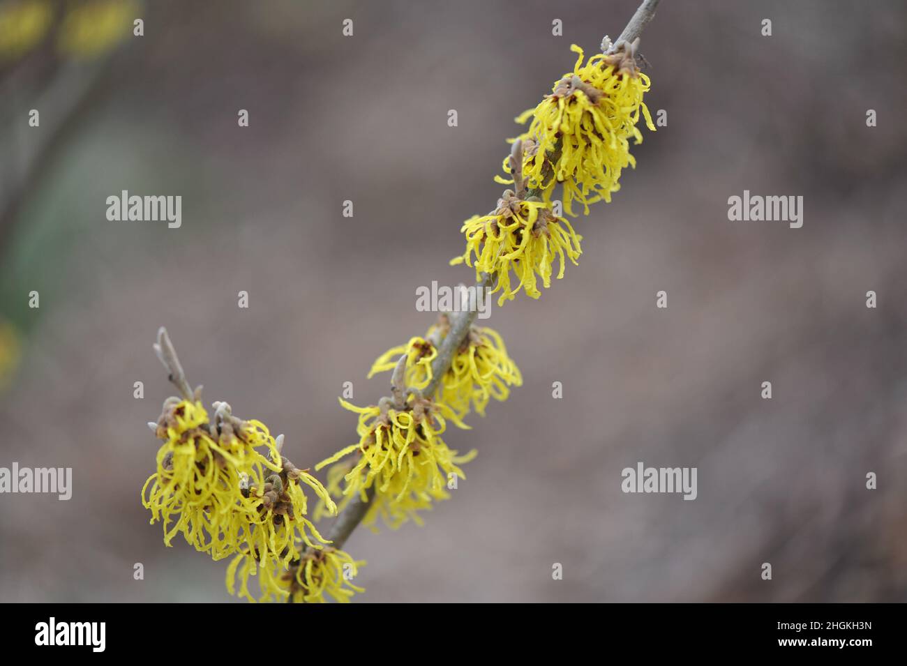 Hamamelis: the best witch hazel to grow - Gardens Illustrated