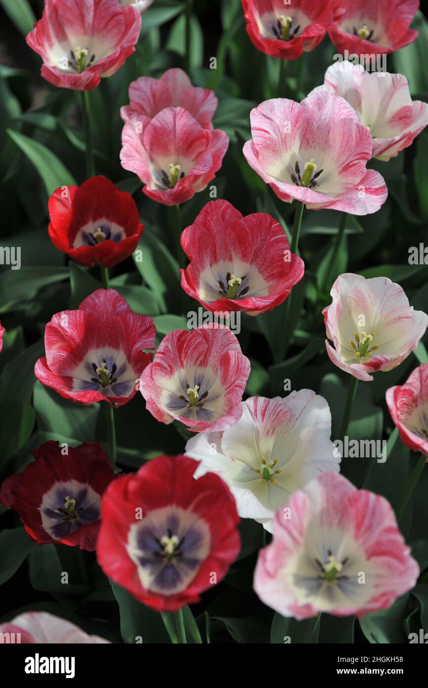 Red, pink and white Triumph tulips (Tulipa) Hemisphere bloom in a garden in April Stock Photo