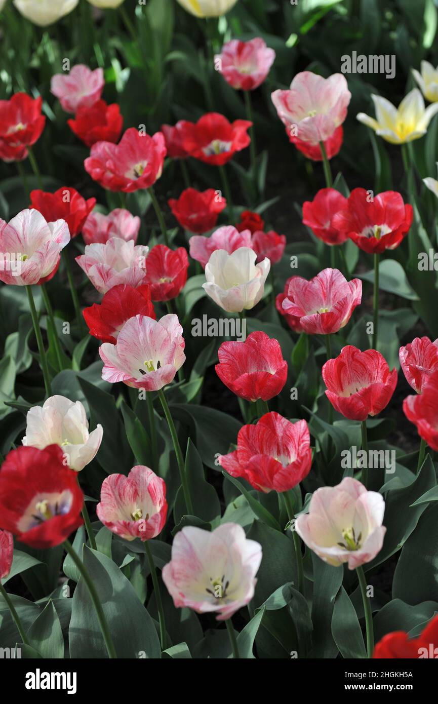 Red, pink and white Triumph tulips (Tulipa) Hemisphere bloom in a garden in April Stock Photo