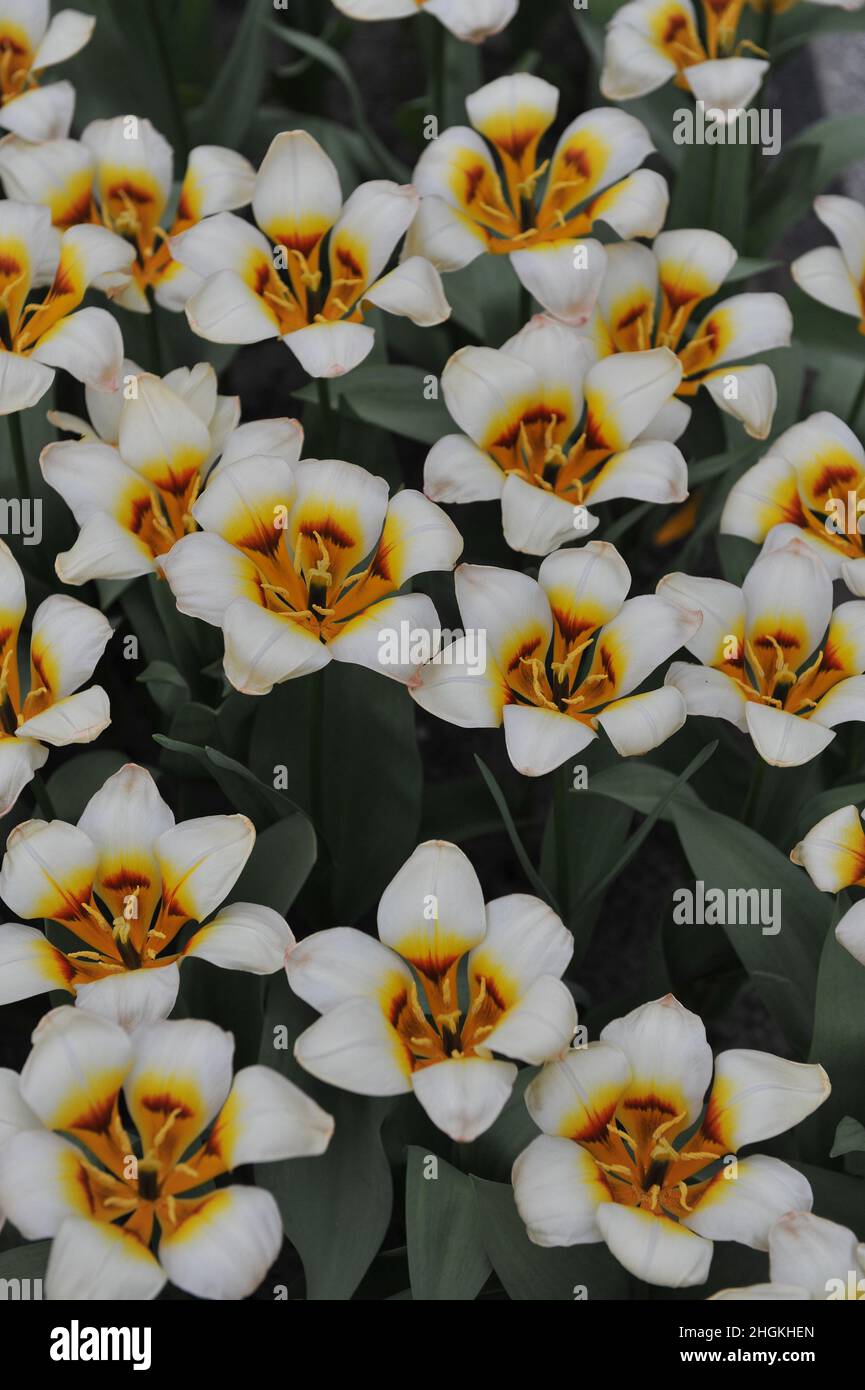 Creamy white Kaufmanniana tulips (Tulipa) Hope bloom in a garden in March Stock Photo