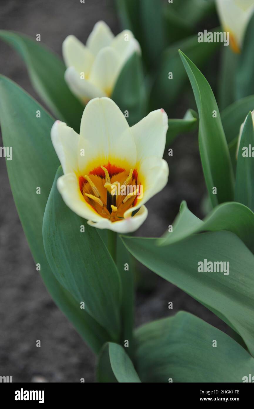 Creamy white Kaufmanniana tulips (Tulipa) Hope bloom in a garden in April Stock Photo