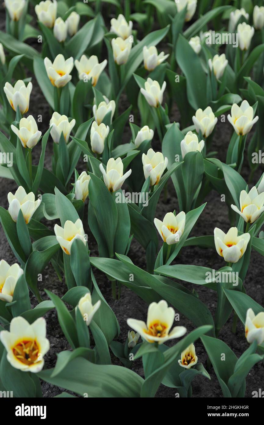 Creamy white Kaufmanniana tulips (Tulipa) Hope bloom in a garden in April Stock Photo
