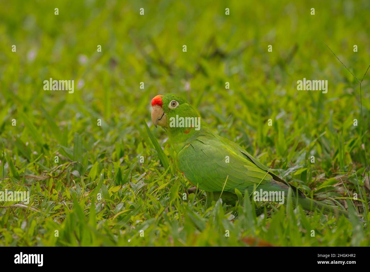 Red-lored Parrot (Amazona autumnalis) Stock Photo