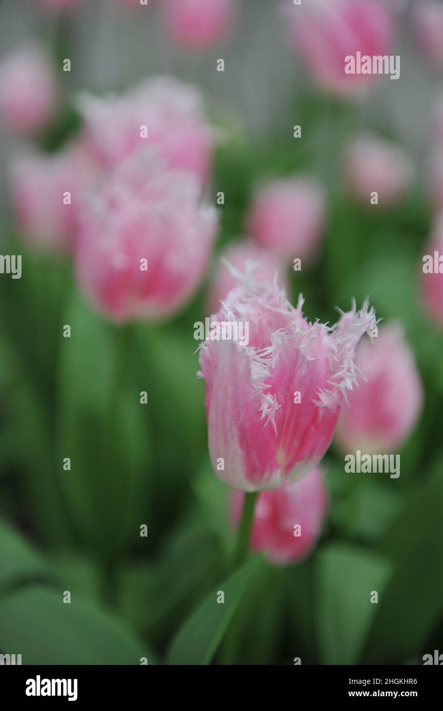 Pink fringed tulips (Tulipa) Huis Ten Bosch bloom in a garden in April Stock Photo