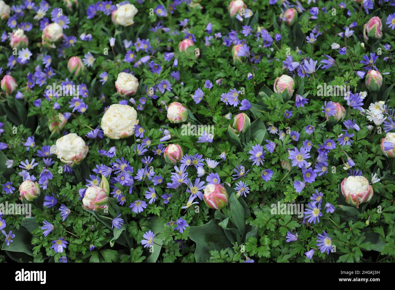 White with pink blush peony-flowered tulips (Tulipa) Ice Cream and winter windflower (Anemone blanda) bloom in a garden in April Stock Photo