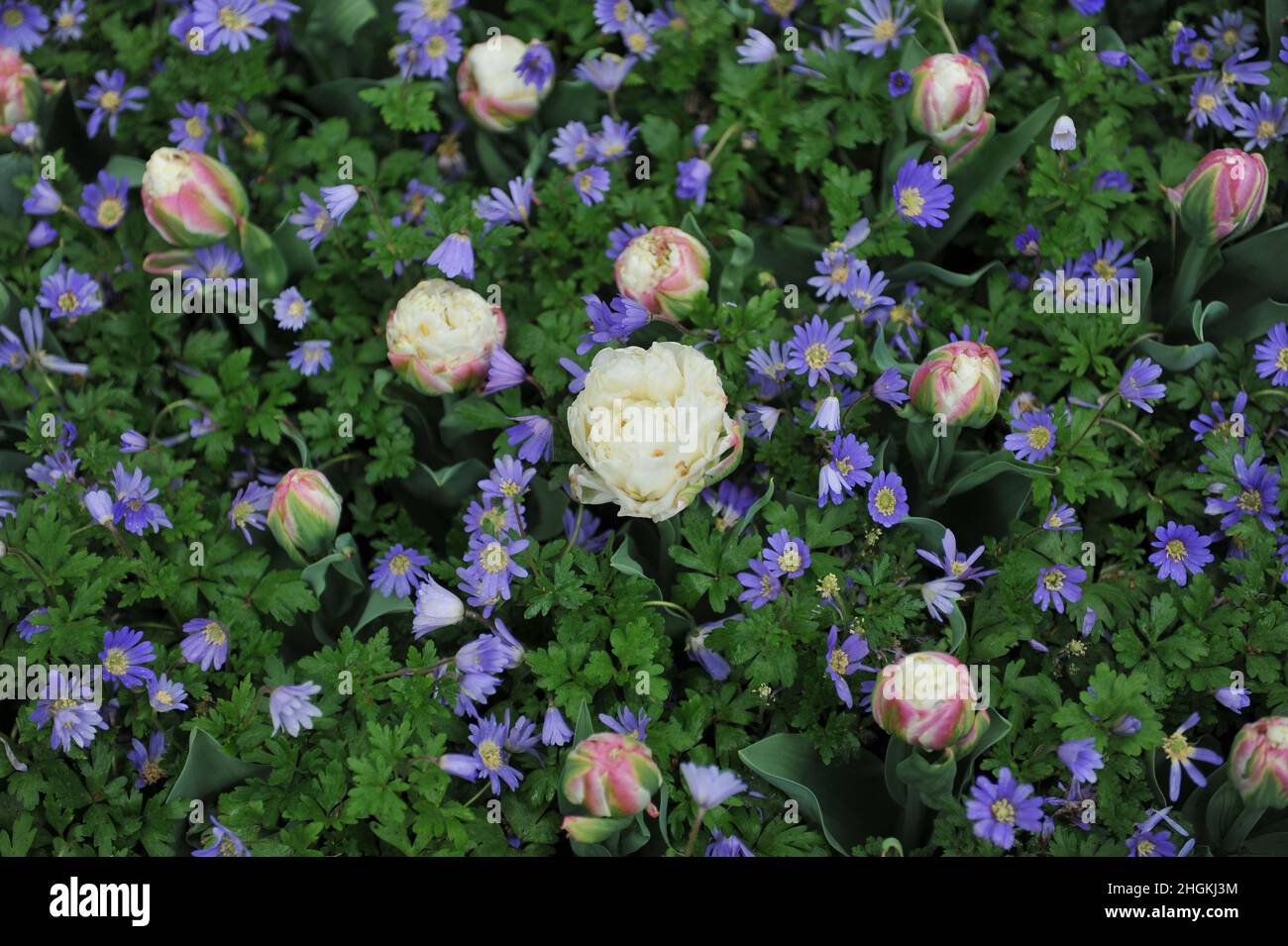 White with pink blush peony-flowered tulips (Tulipa) Ice Cream and winter windflower (Anemone blanda) bloom in a garden in April Stock Photo