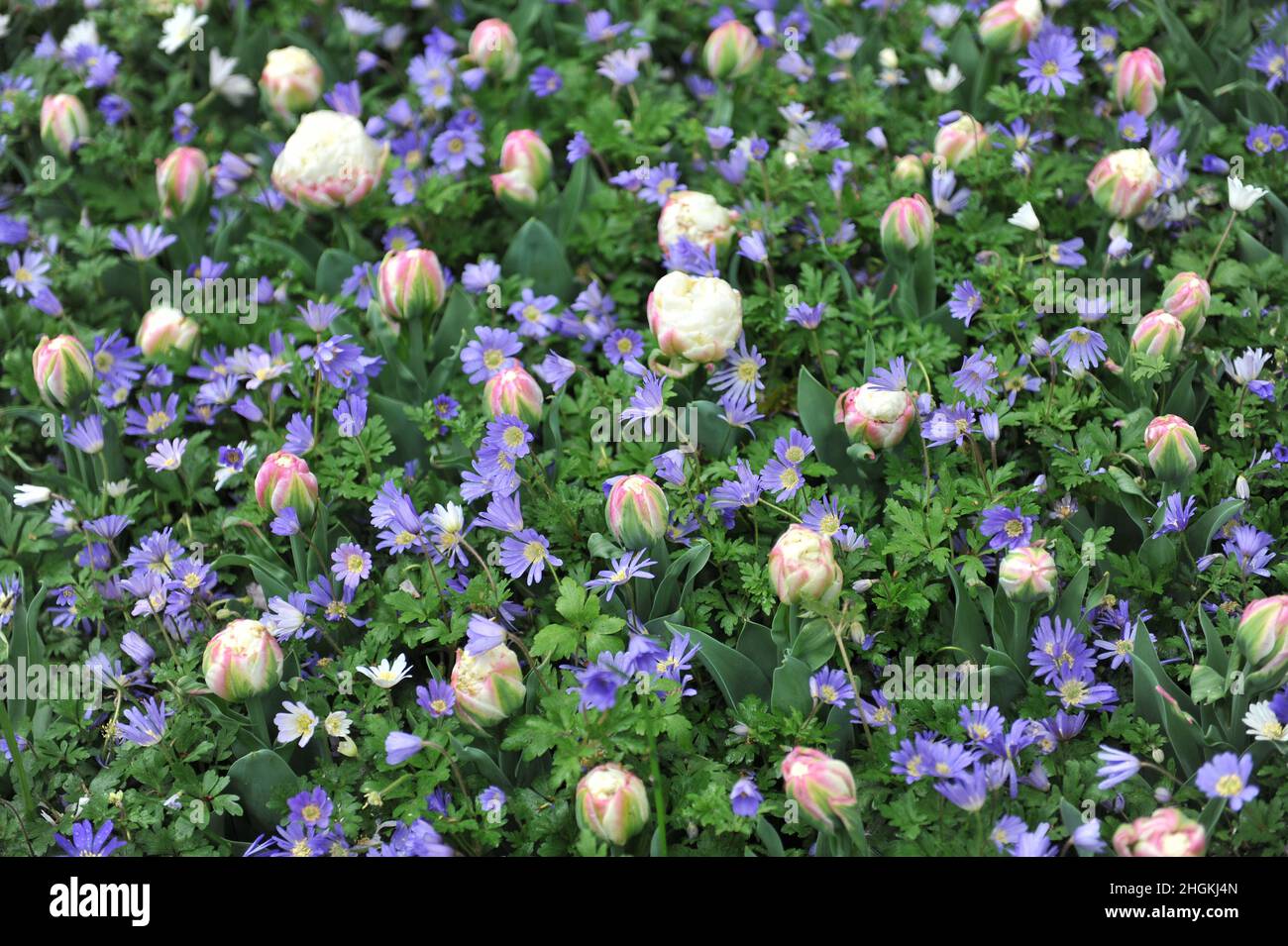 White with pink blush peony-flowered tulips (Tulipa) Ice Cream and winter windflower (Anemone blanda) bloom in a garden in April Stock Photo