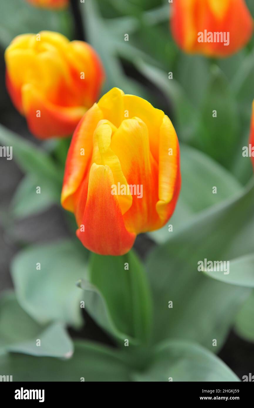 Red and yellow Triumph tulips (Tulipa) Ice Lolly bloom in a garden in April Stock Photo
