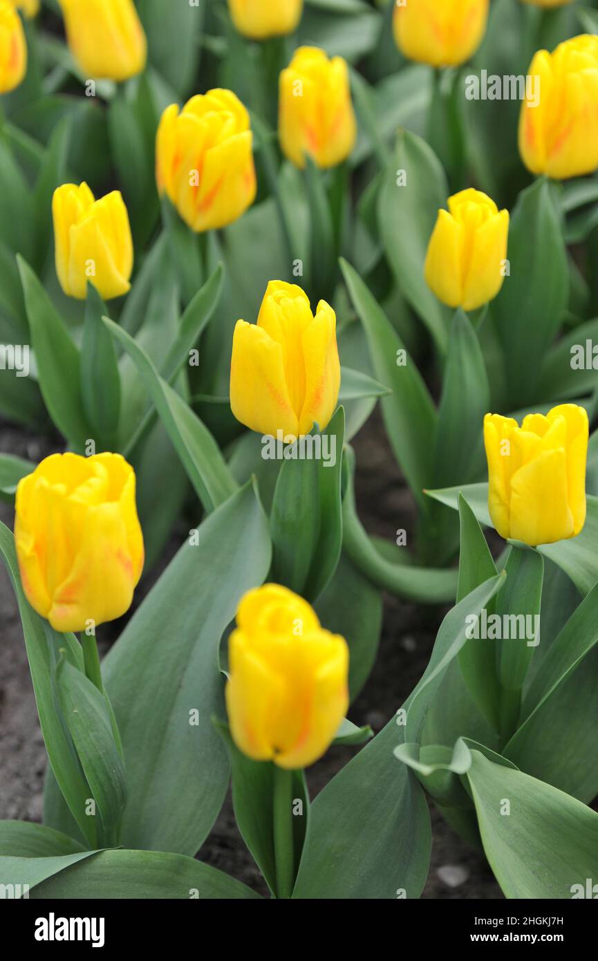 Red and yellow Triumph tulips (Tulipa) Ice Lolly bloom in a garden in April Stock Photo
