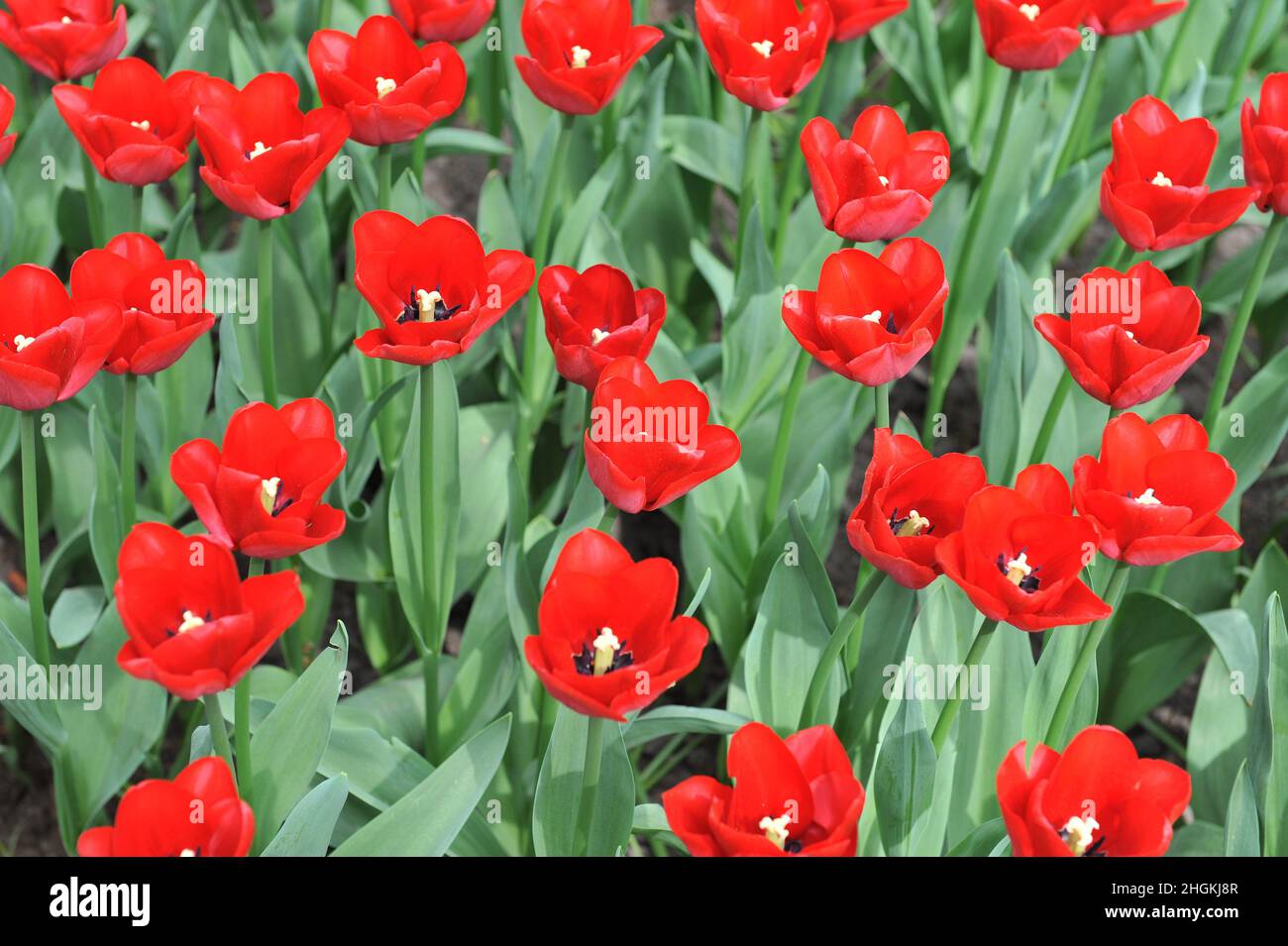 Red Triumph tulips (Tulipa) Ile de France bloom in a garden in April ...