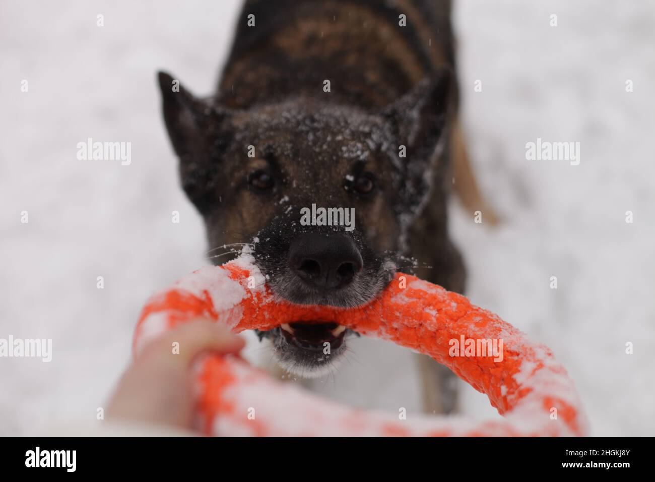 dog playing with a toy in the snow Stock Photo