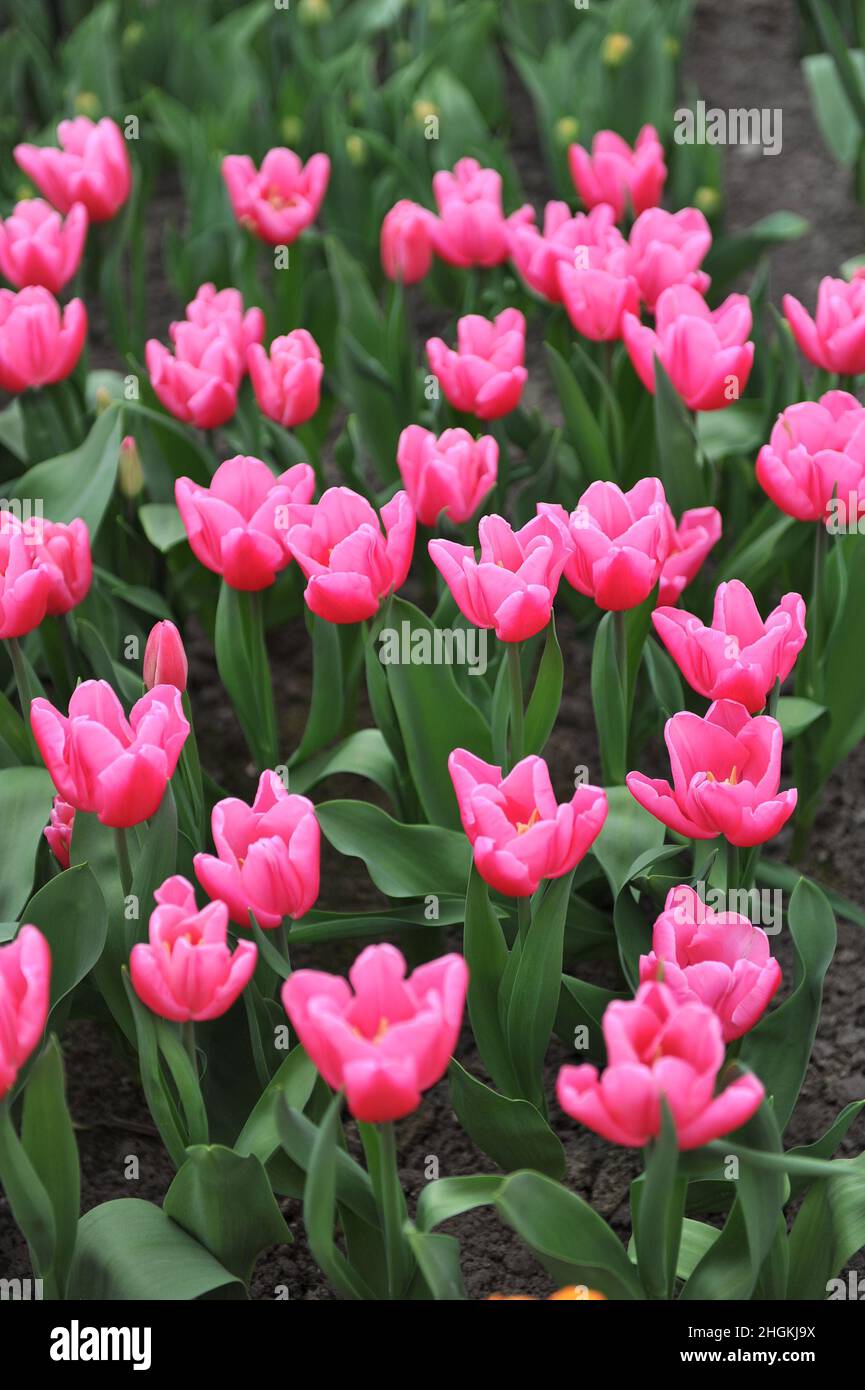 Pink Triumph tulips (Tulipa) In Love bloom in a garden in April Stock Photo