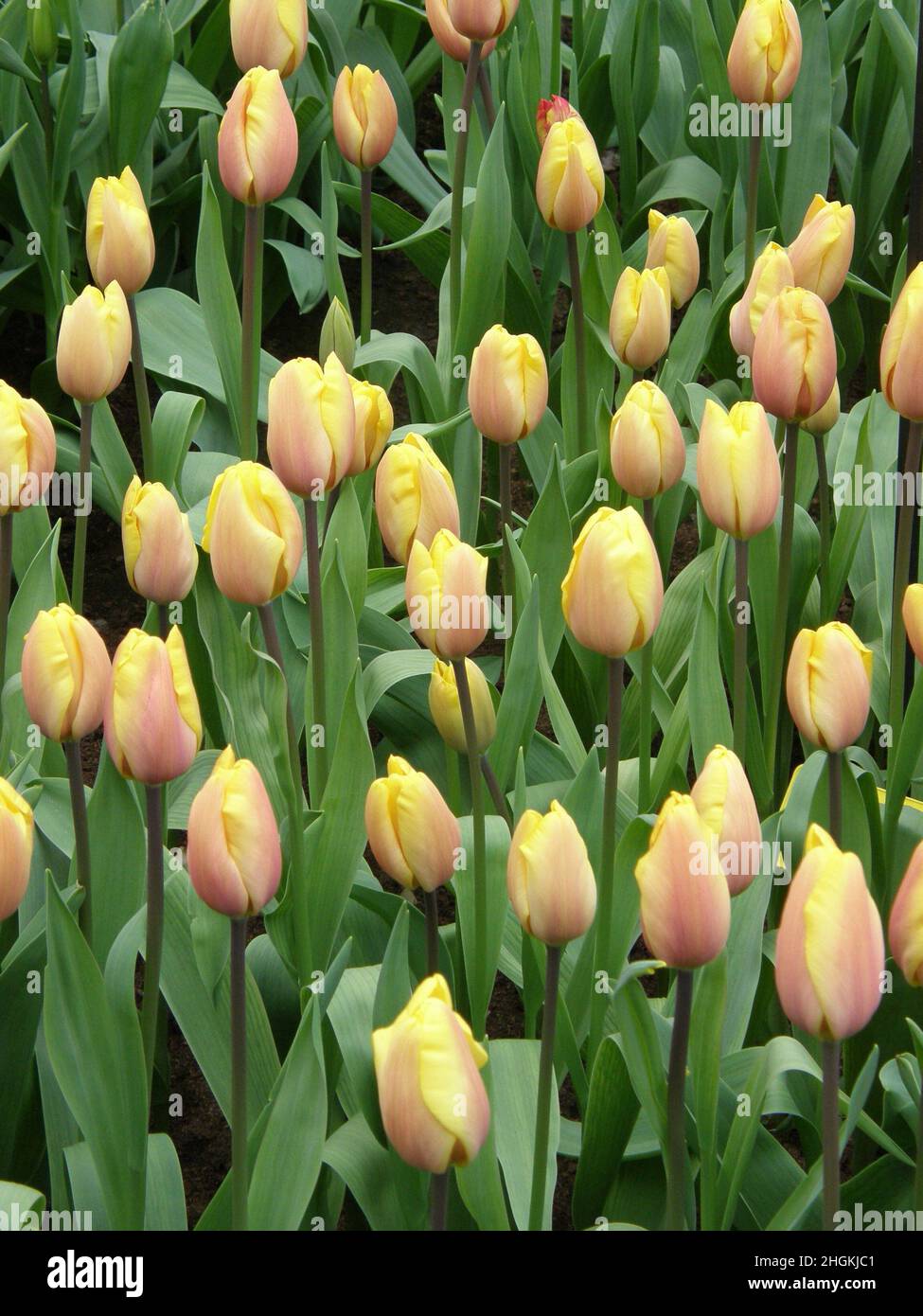 Indian tulip hi-res stock photography and images - Alamy