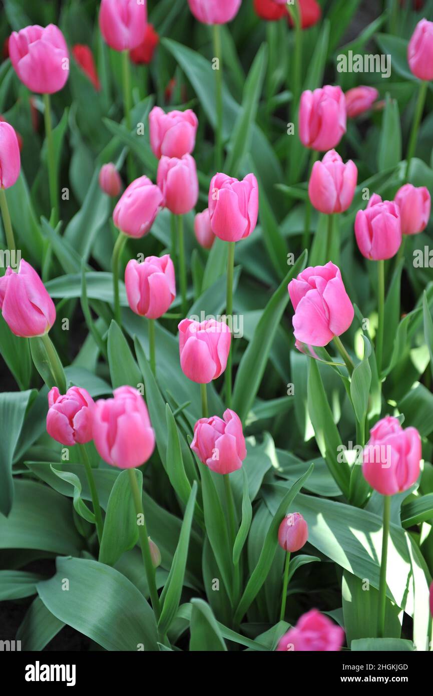 Pink Triumph tulips (Tulipa) Involve bloom in a garden in April Stock Photo