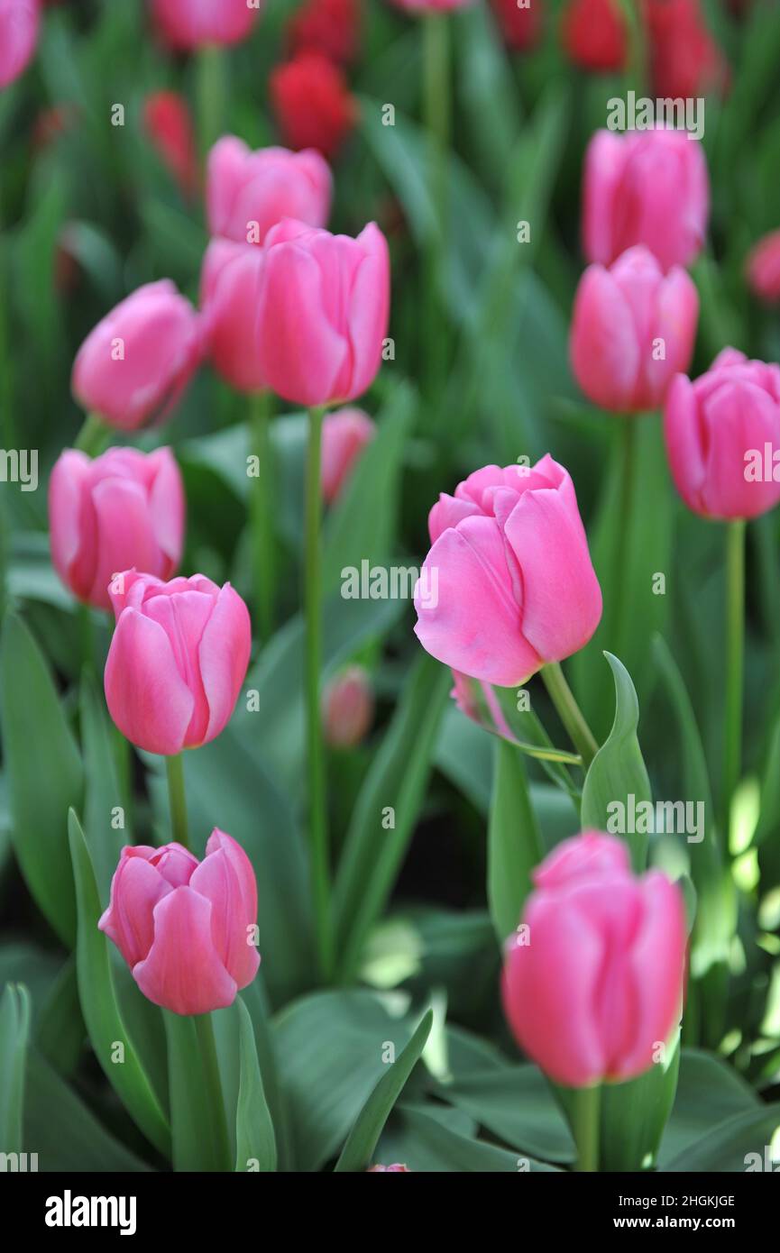 Pink Triumph tulips (Tulipa) Involve bloom in a garden in April Stock Photo