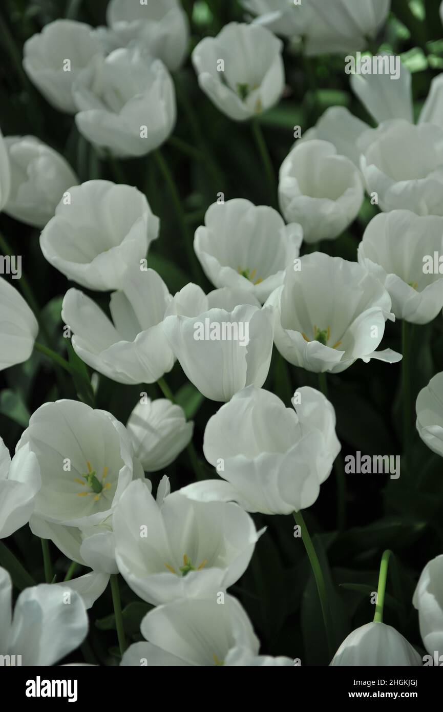 White Triumph tulips (Tulipa) Inzell bloom in a garden in April Stock Photo