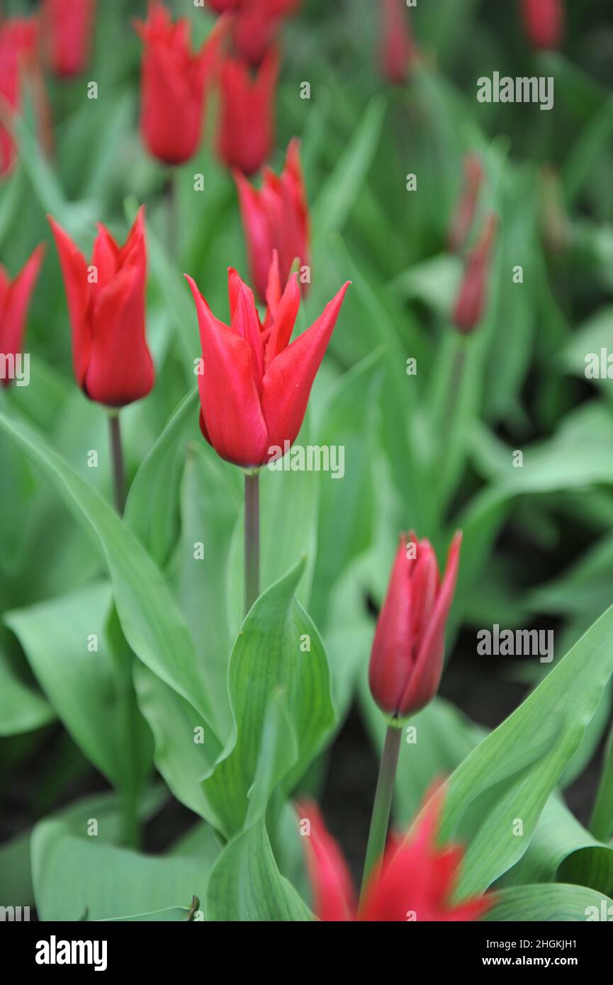 Red lilyflowered tulips (Tulipa) Isaak Chic bloom in a garden in April