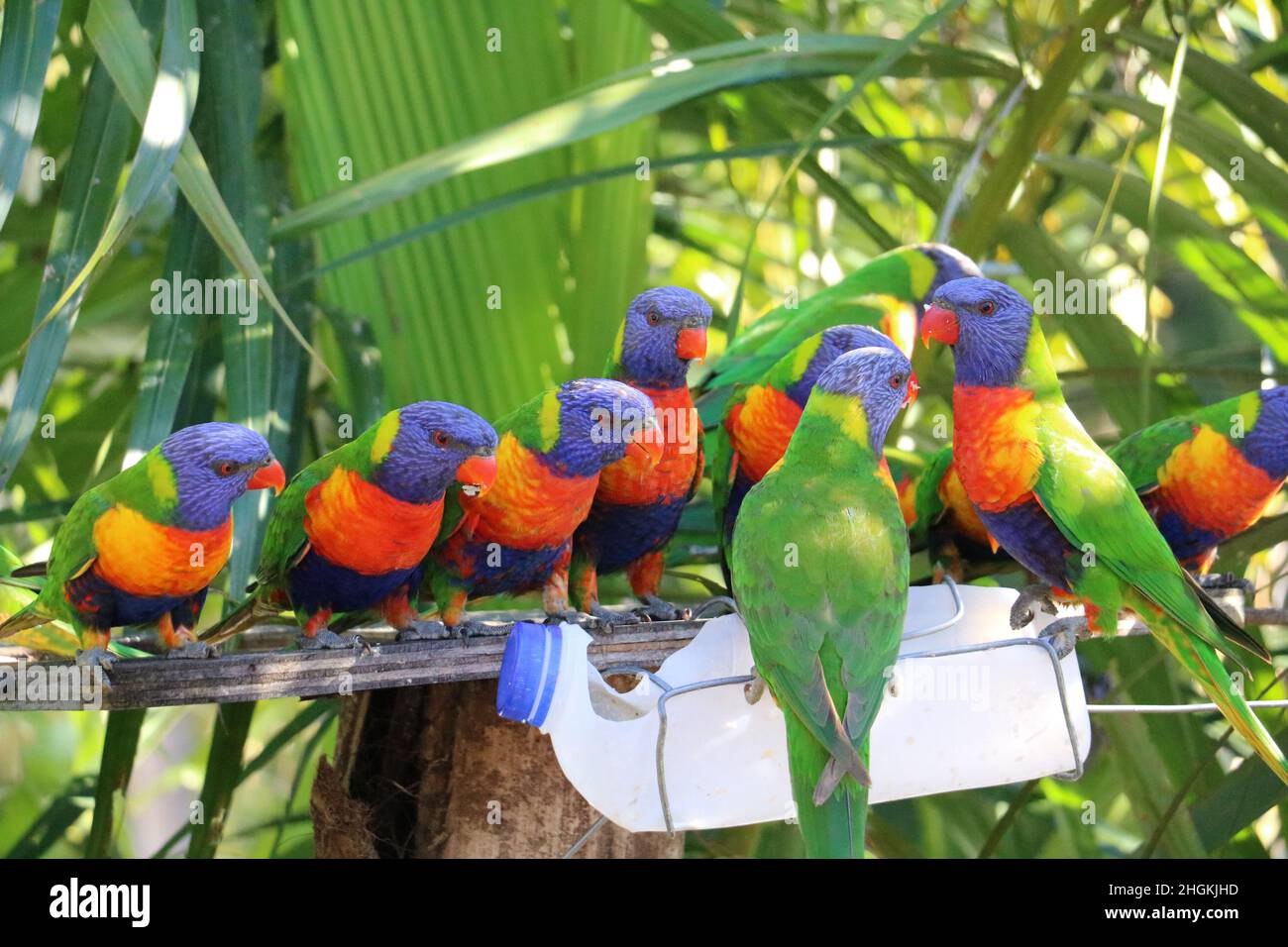 Australian parrots Stock Photo
