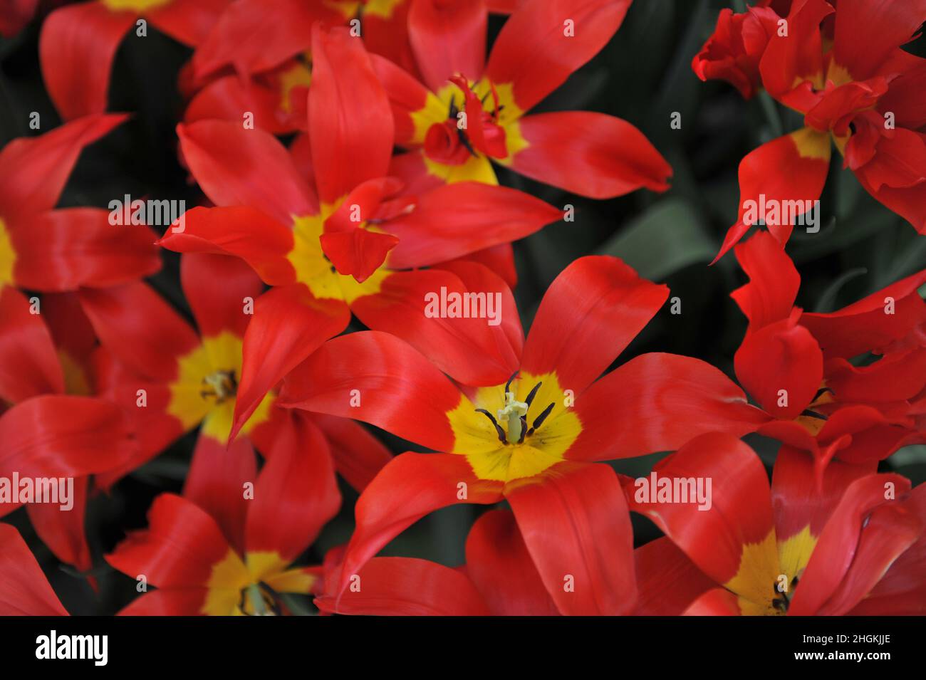 Red lily-flowered tulips (Tulipa) Istanbul bloom in a garden in April Stock Photo