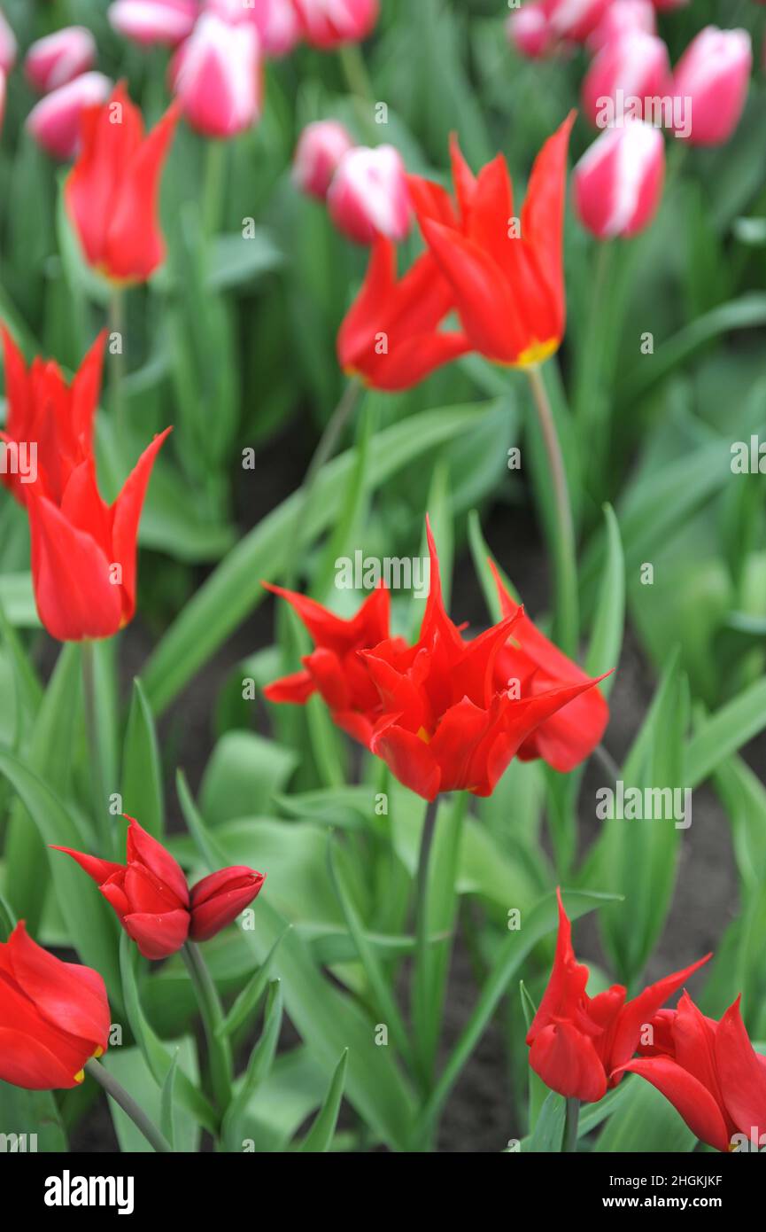 Red lily-flowered tulips (Tulipa) Istanbul bloom in a garden in April Stock Photo