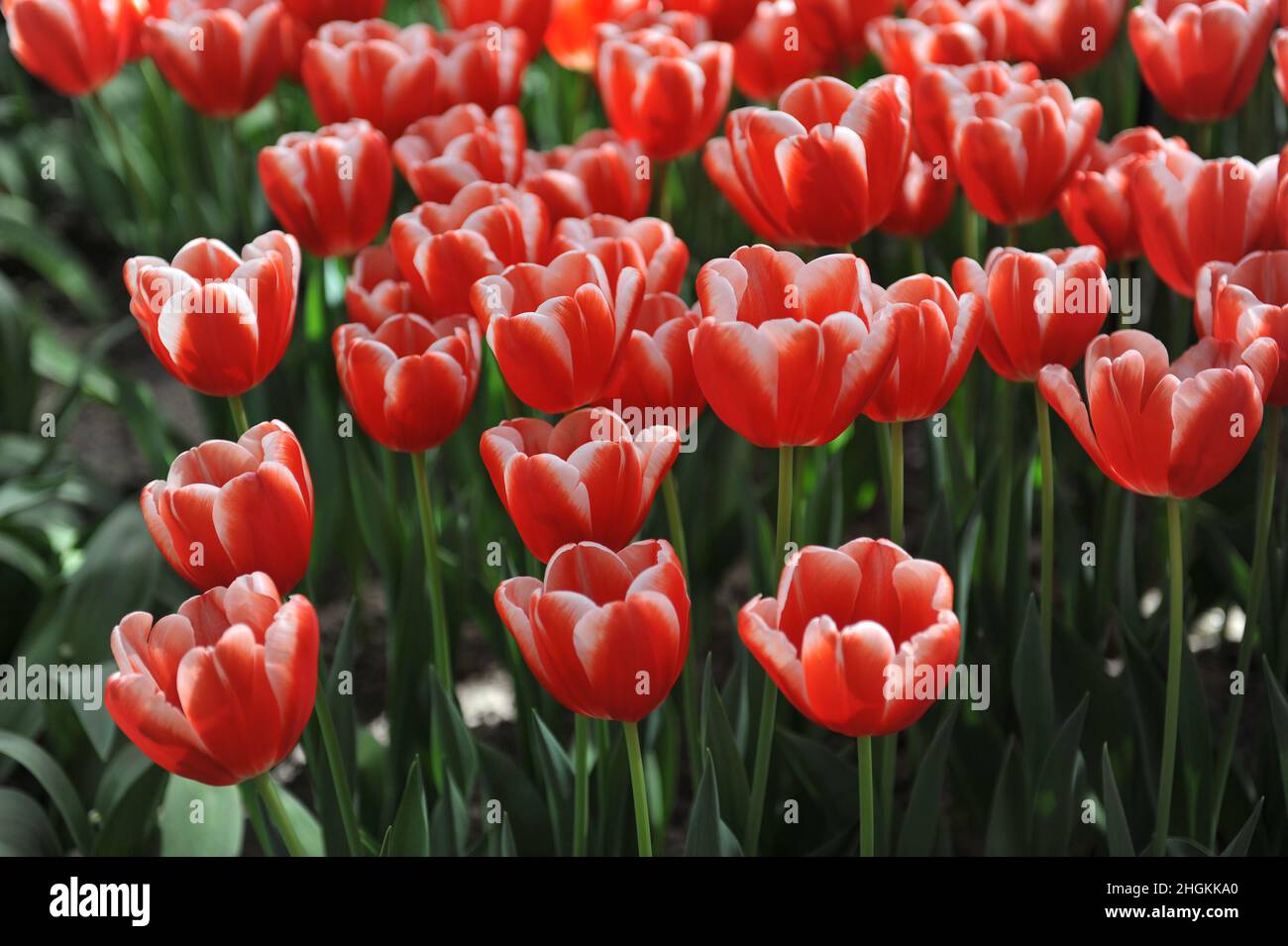 Red and white Triumph tulips (Tulipa) Jan Smit bloom in a garden in April Stock Photo