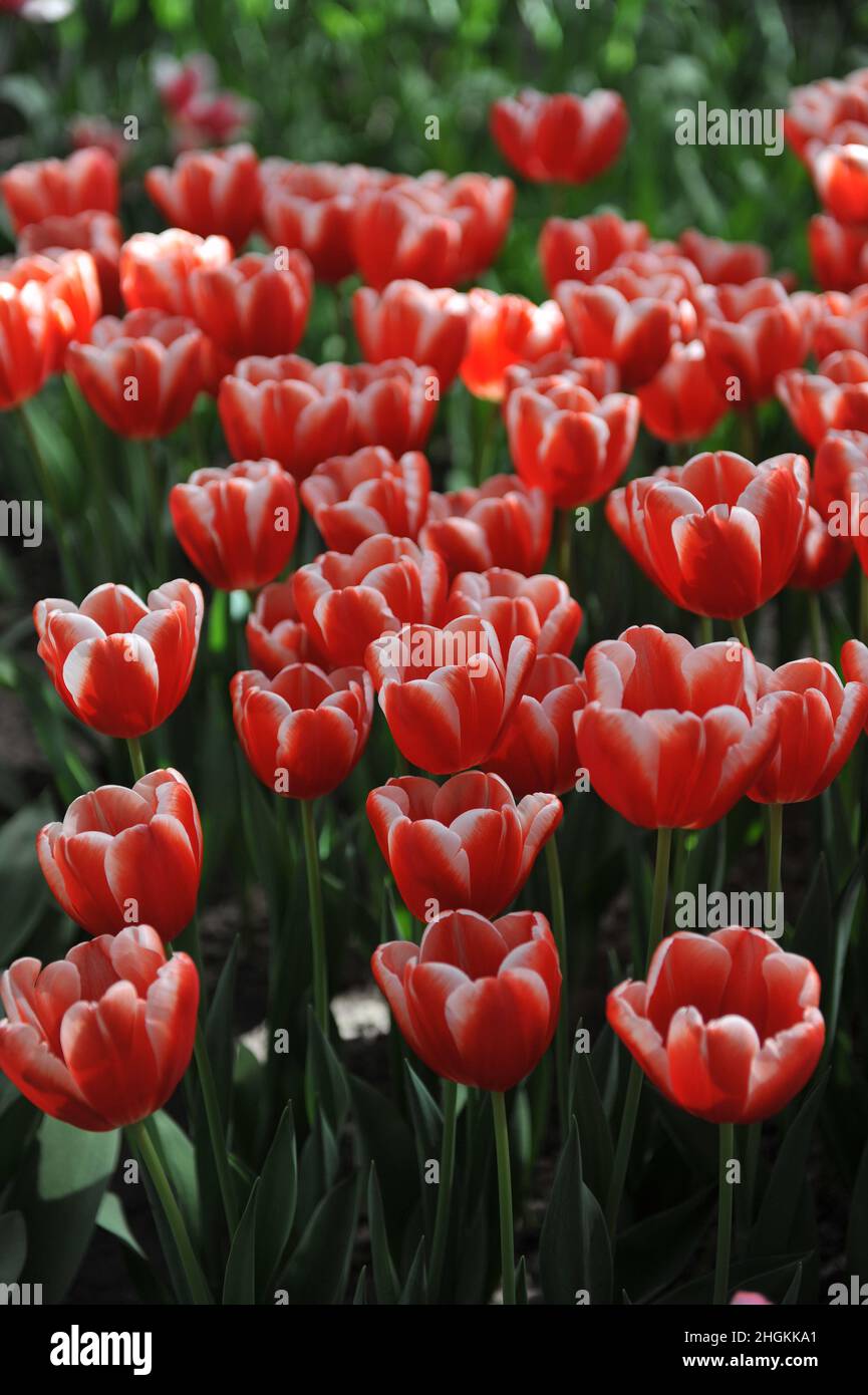 Red and white Triumph tulips (Tulipa) Jan Smit bloom in a garden in April Stock Photo