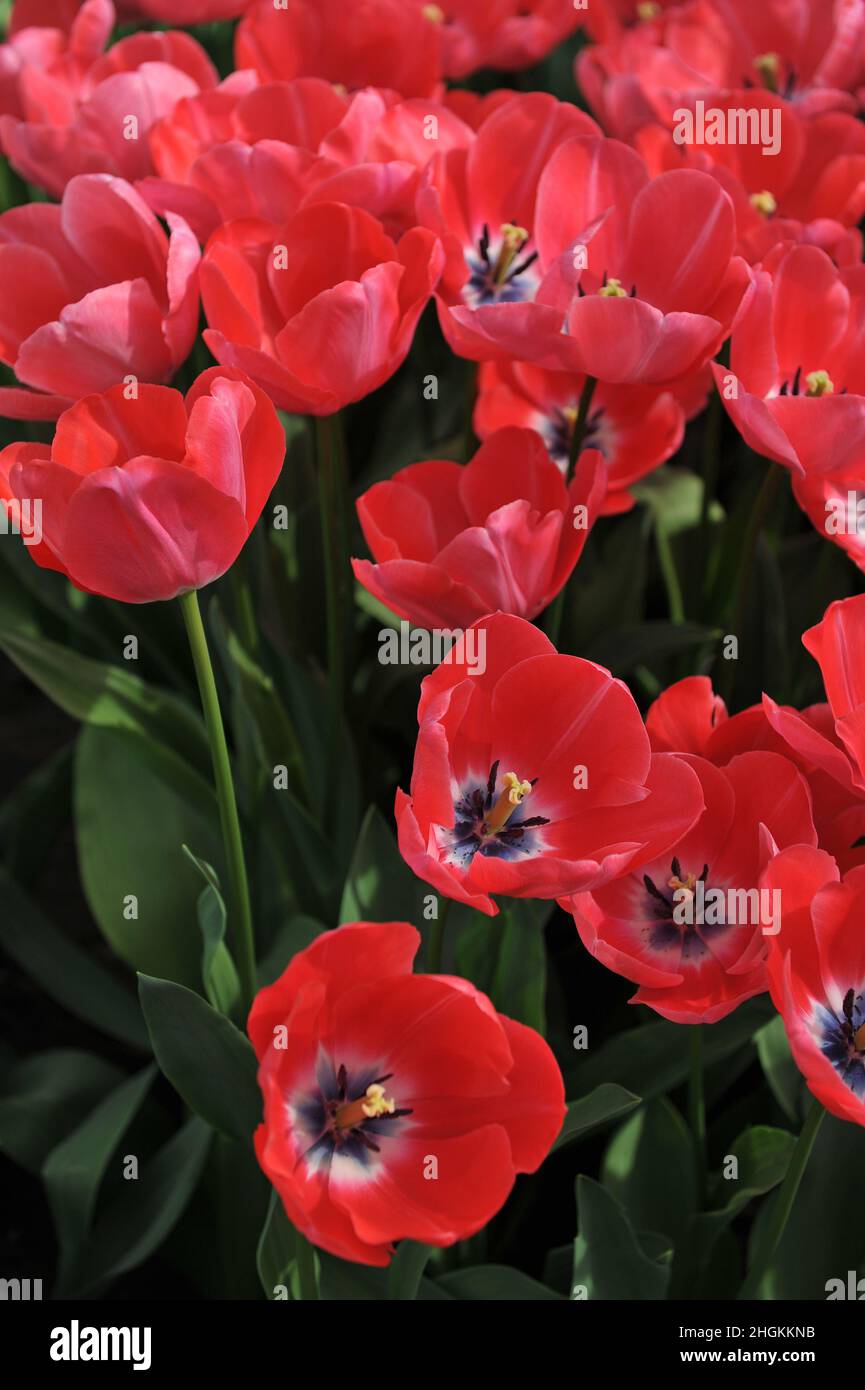 Red Triumph tulips (Tulipa) Joh. Schouw bloom in a garden in April