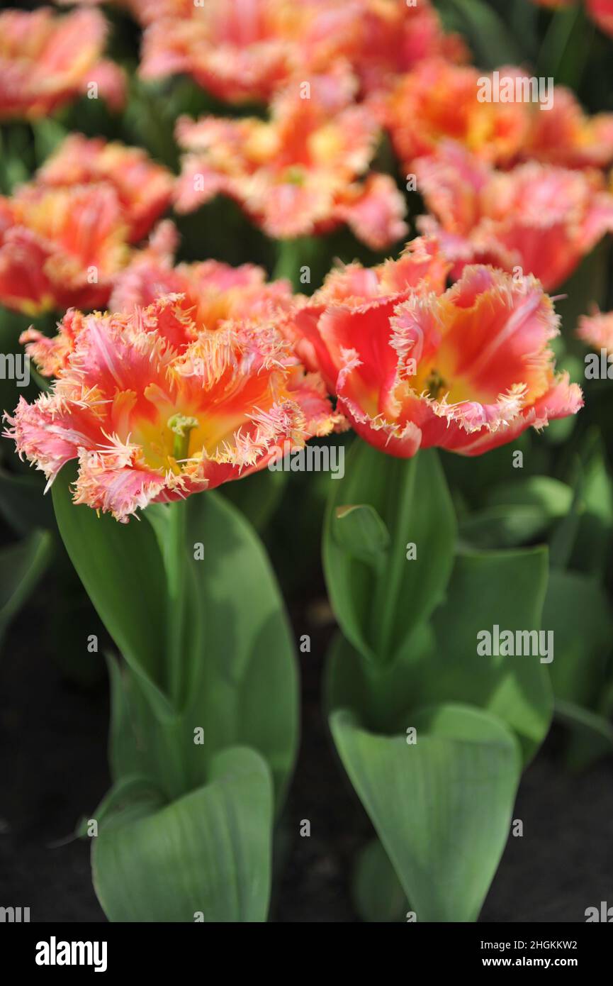Red and yellow fringed tulips (Tulipa) Joint Devision bloom in a garden ...