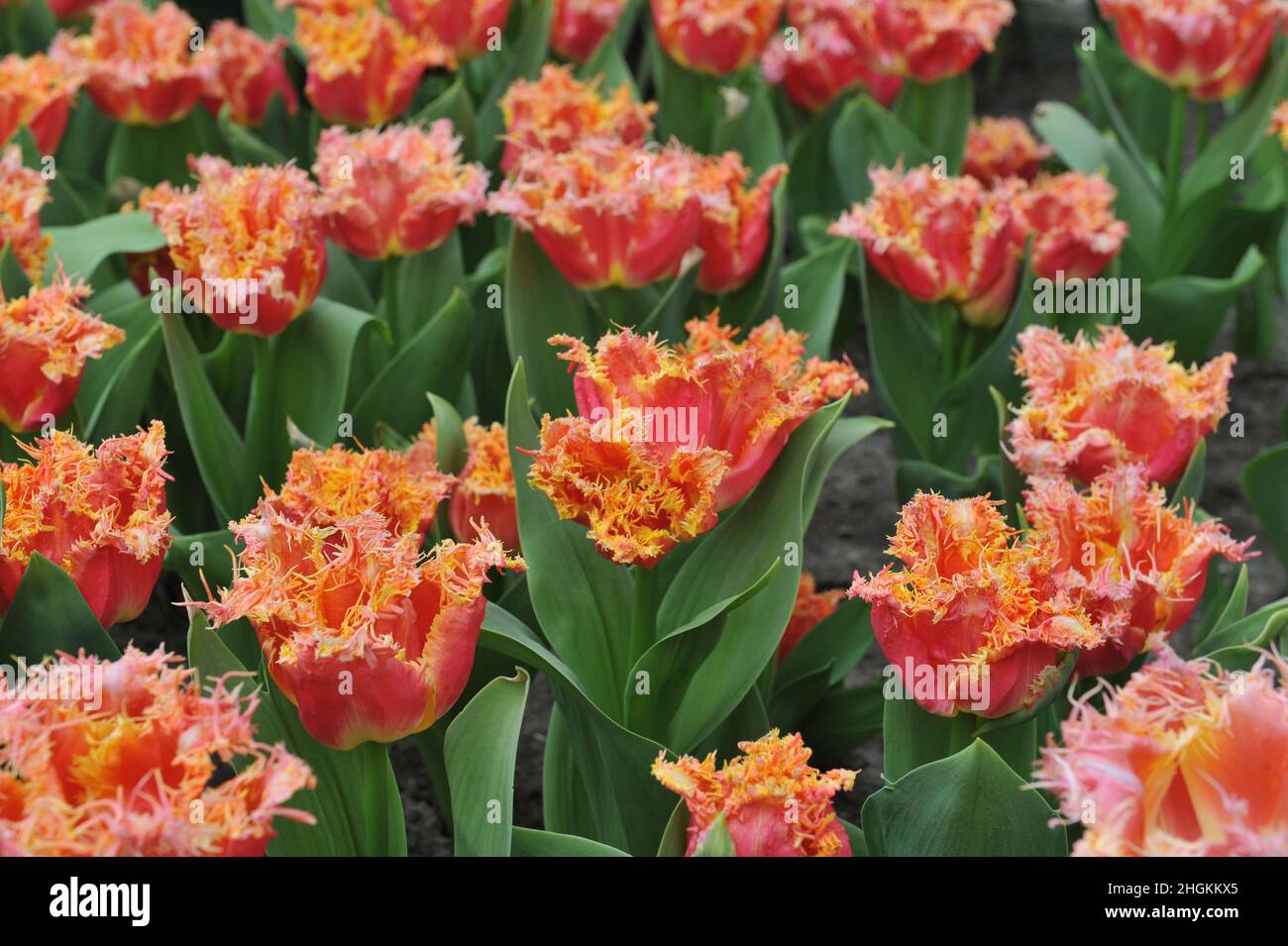 Red and yellow fringed tulips (Tulipa) Joint Devision bloom in a garden in April Stock Photo Alamy
