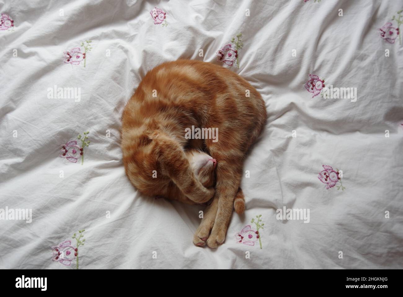 A cute ginger tabby cat exploring a tree and a plant Stock Photo - Alamy