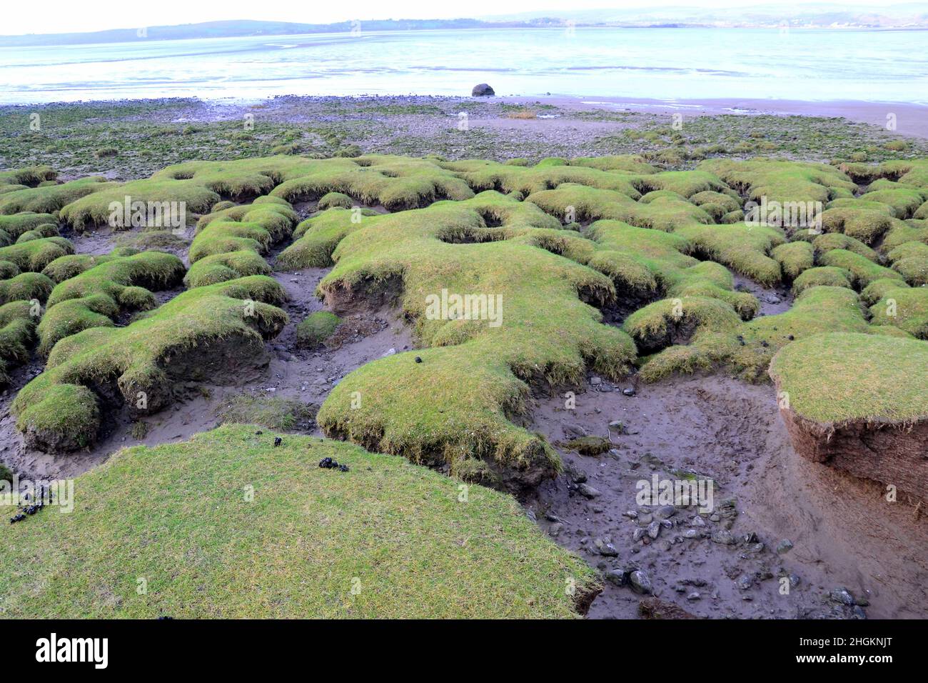 Grassy eroded sand banks near Flookburgh, Cumbria, England, United Kingdom, British Isles, at the high tide mark. Stock Photo