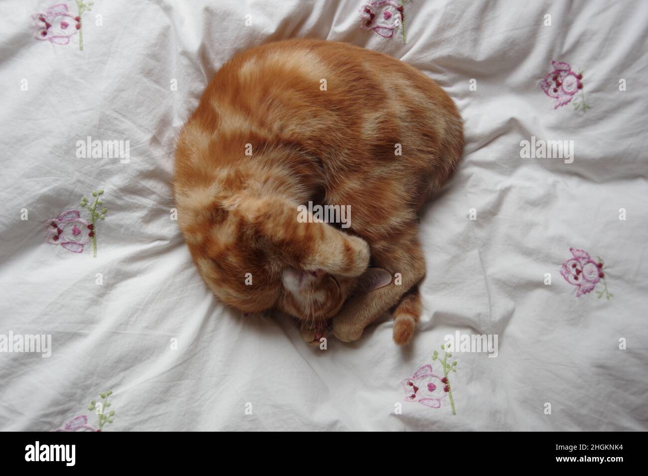 A cute ginger tabby cat exploring a tree and a plant Stock Photo - Alamy