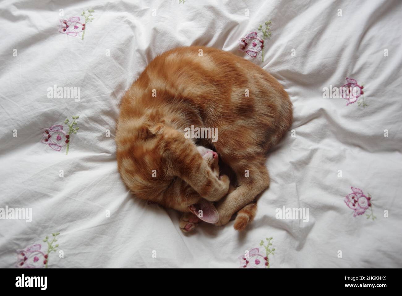 A cute ginger tabby cat exploring a tree and a plant Stock Photo - Alamy
