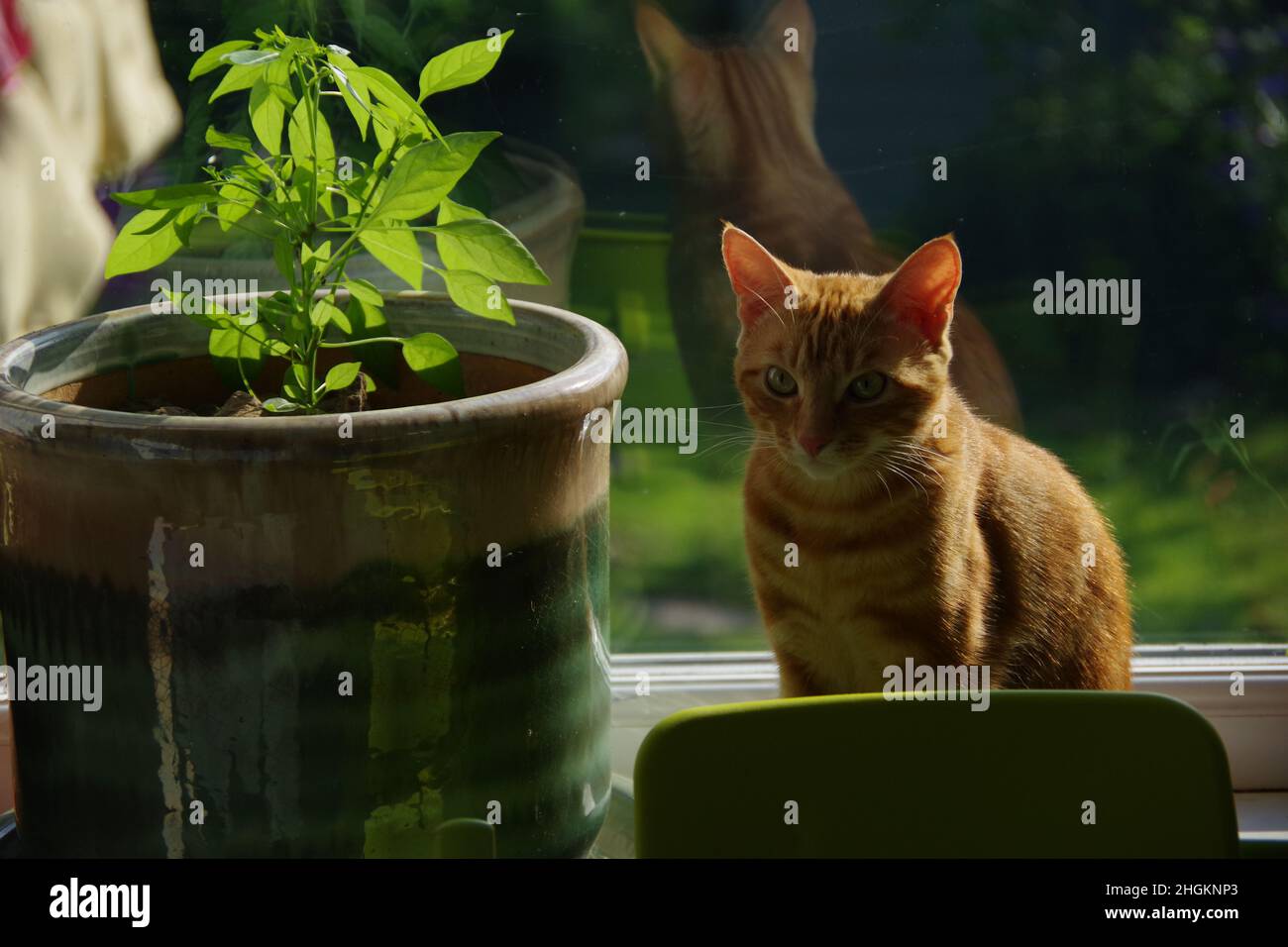A cute ginger tabby cat exploring a tree and a plant Stock Photo - Alamy