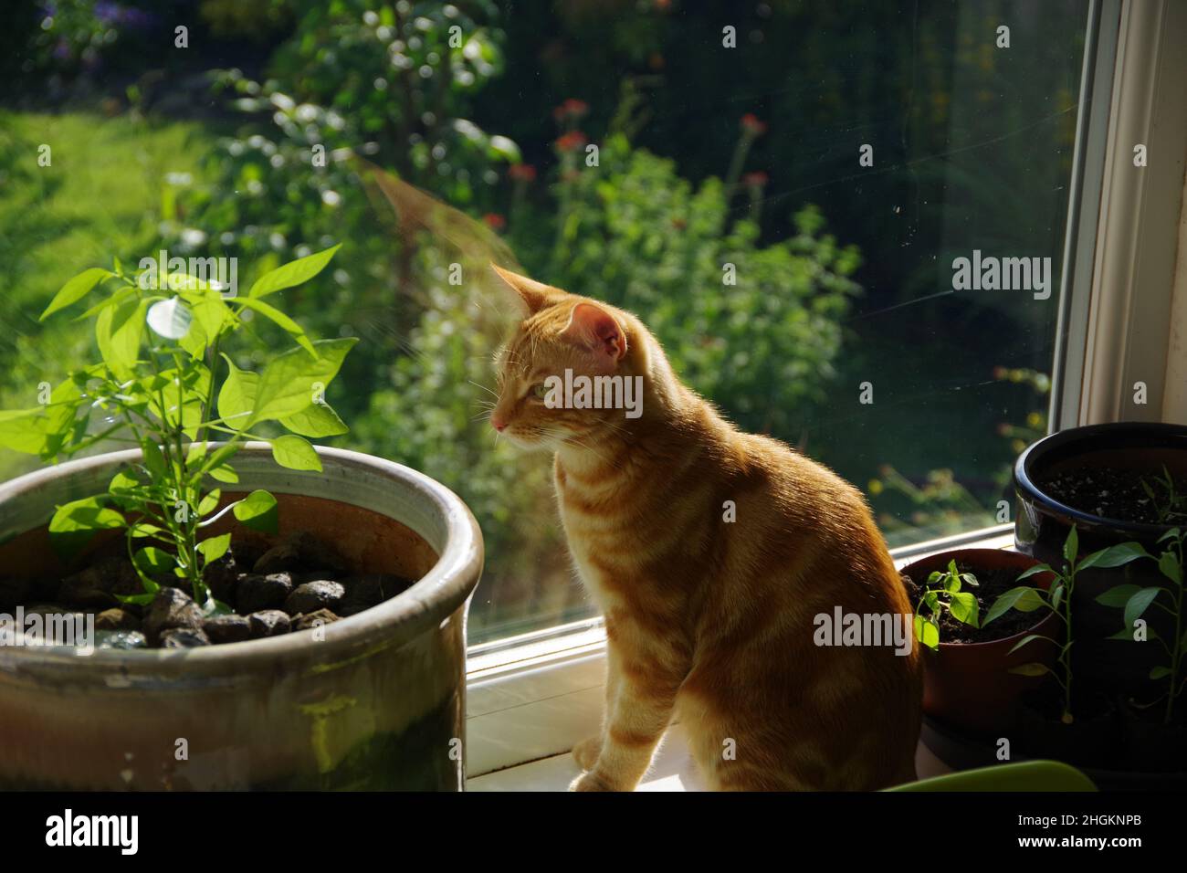 A cute ginger tabby cat exploring a tree and a plant Stock Photo - Alamy