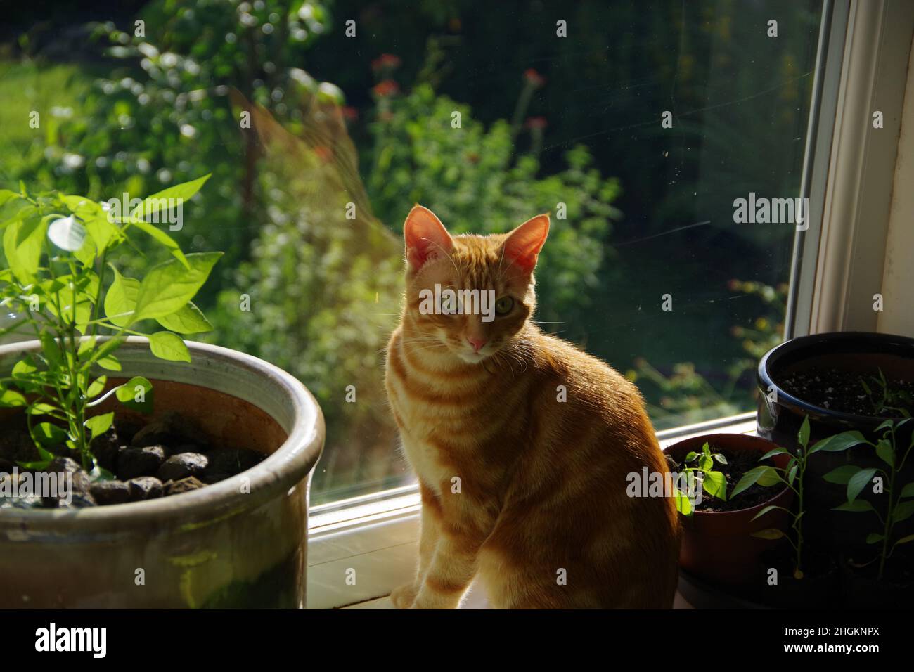 A cute ginger tabby cat exploring a tree and a plant Stock Photo - Alamy