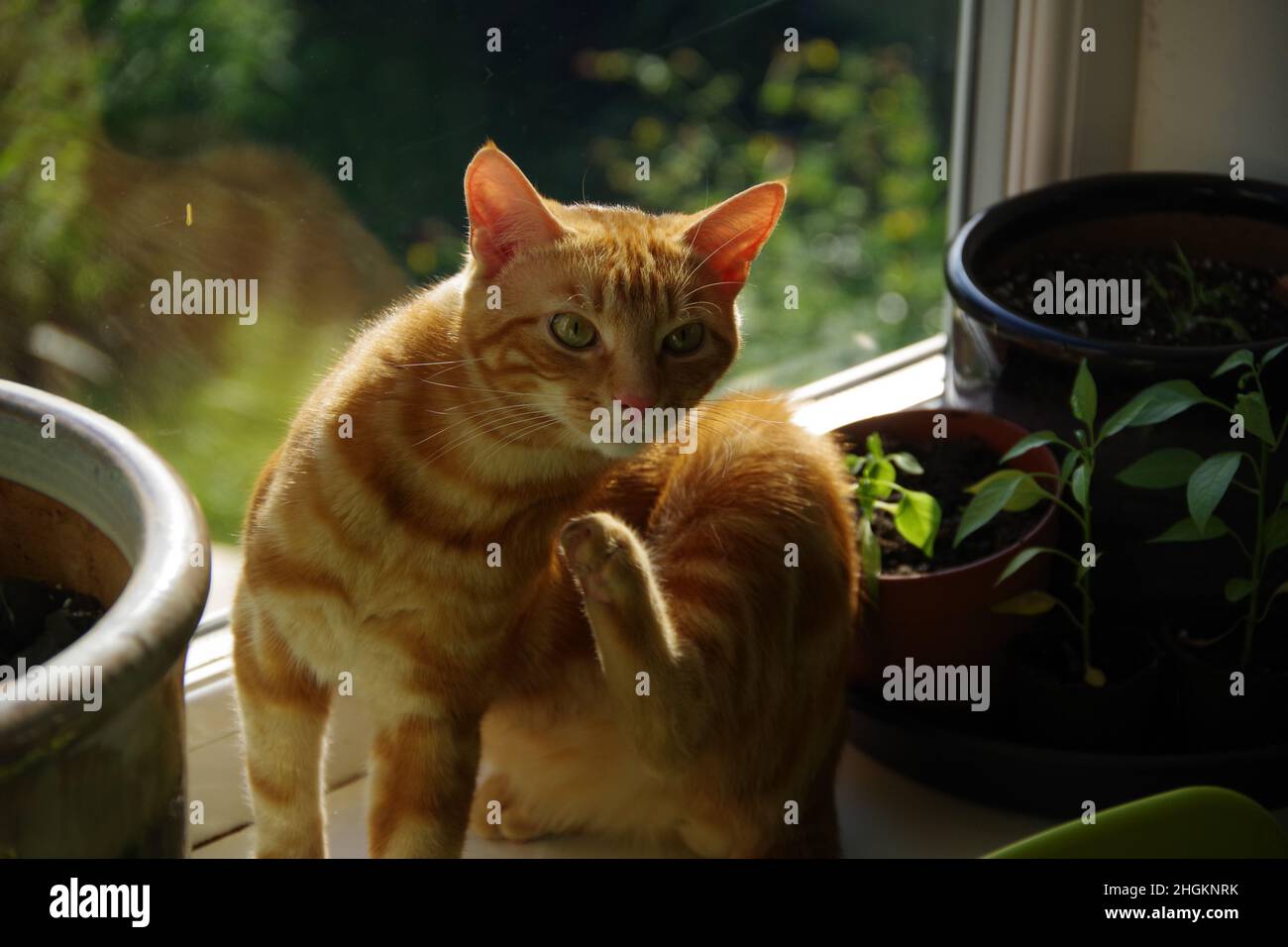 A cute ginger tabby cat exploring a tree and a plant Stock Photo - Alamy