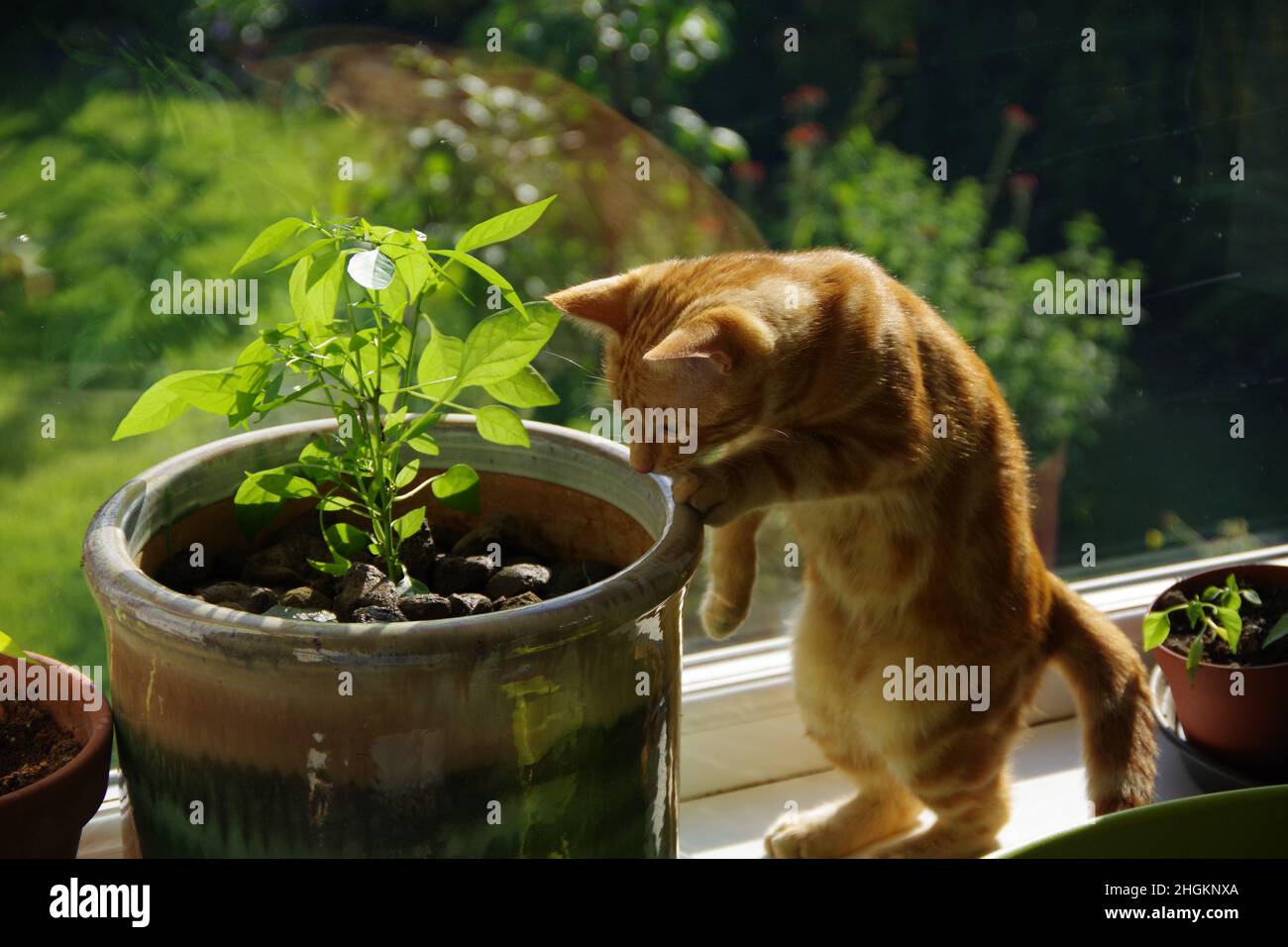 A cute ginger tabby cat exploring a tree and a plant Stock Photo - Alamy