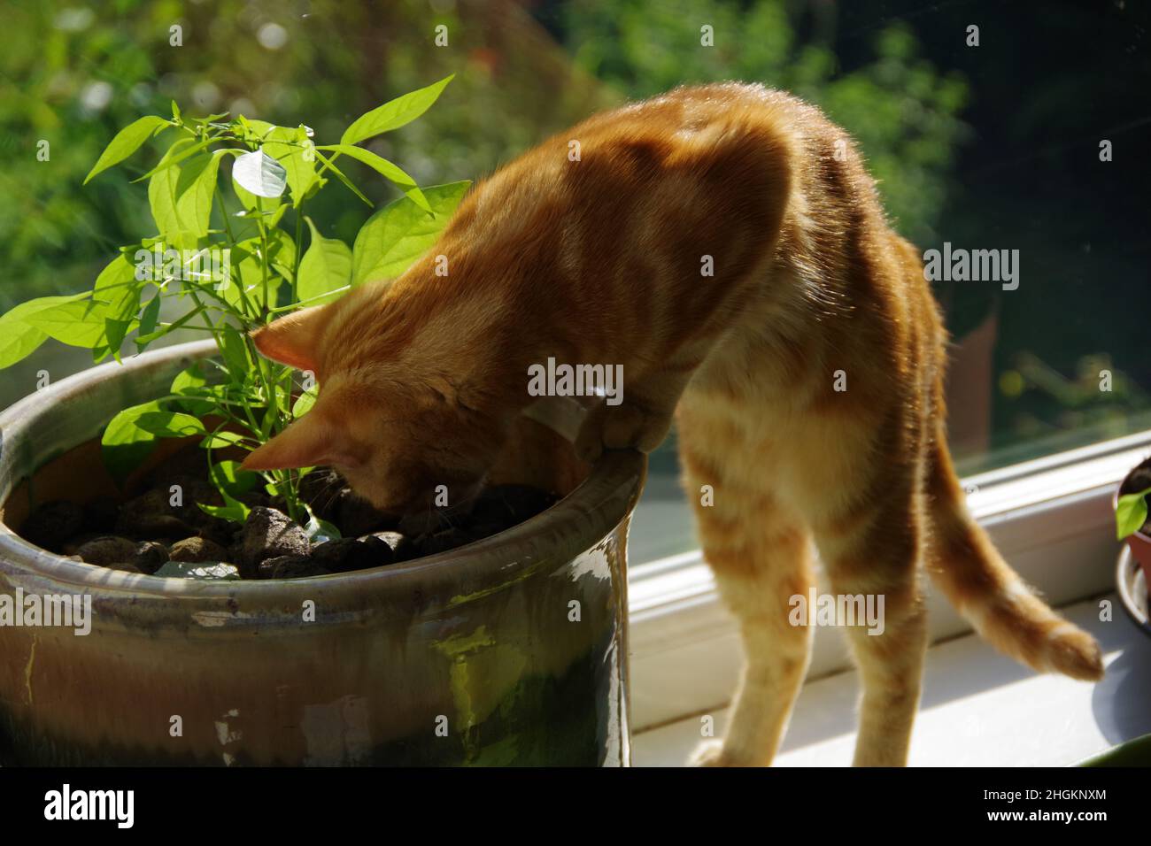 A cute ginger tabby cat exploring a tree and a plant Stock Photo - Alamy