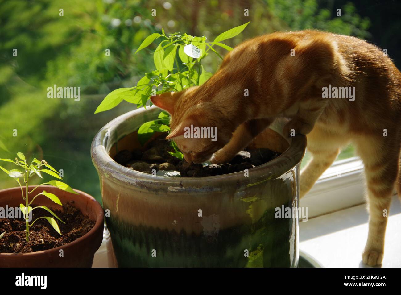 A cute ginger tabby cat exploring a tree and a plant Stock Photo - Alamy