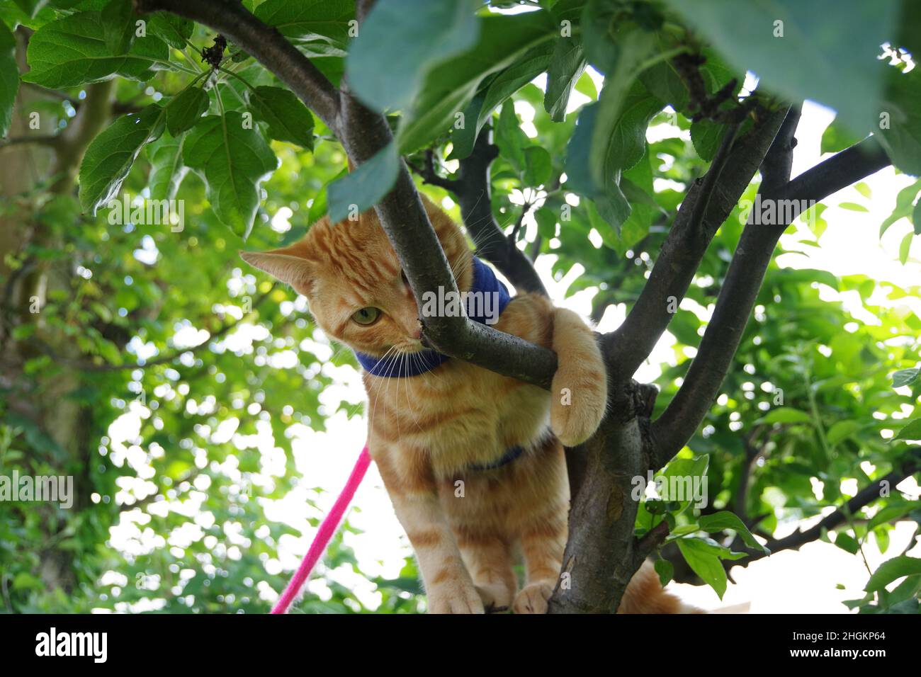 A cute ginger tabby cat exploring a tree and a plant Stock Photo - Alamy