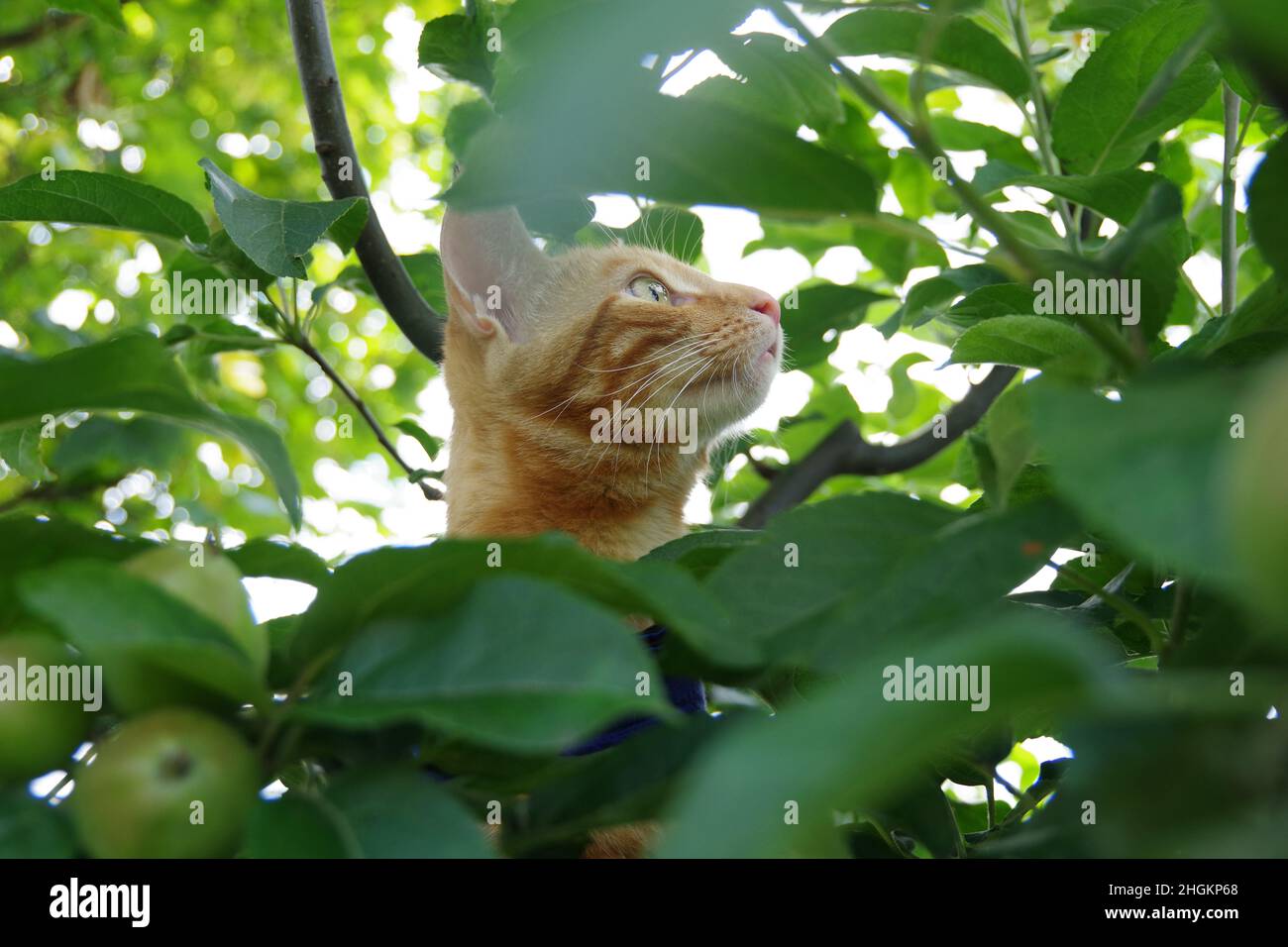 A cute ginger tabby cat exploring a tree and a plant Stock Photo - Alamy